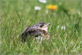 <p>DROZD KVÍČALA (Turdus pilaris) /Fieldfare - Wacholderdrossel/</p>